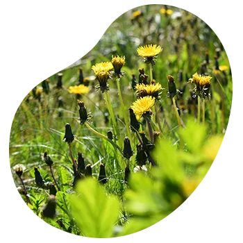 Vacuna para alergias